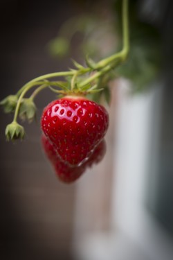 strawberry-plant-1497456491Mzn
